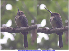 Jacamaralcyon tridactyla