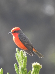 Pyrocephalus rubinus