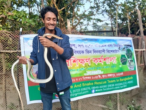 Copperhead Rat Snake
