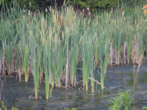 Cattail