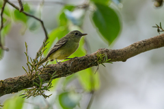 Foothill Elaenia photo 1