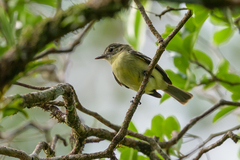 Foothill Elaenia photo 2