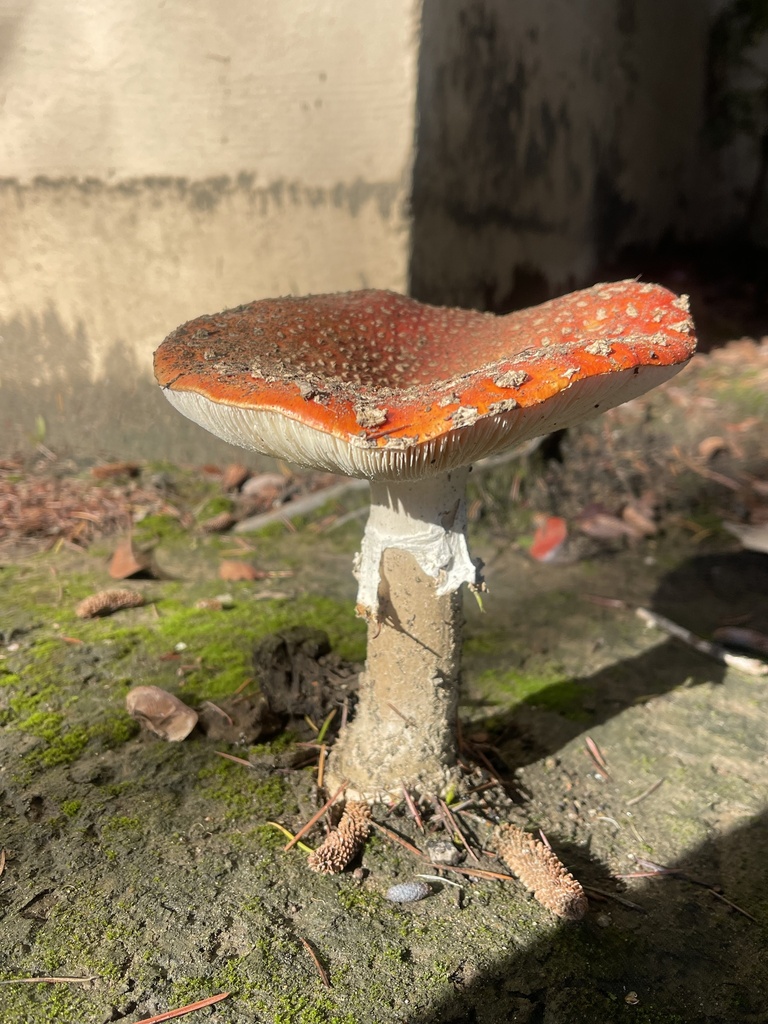 Amanita muscaria flavivolvata · December 2025 · photo: © ahaislip (iNaturalist, cc0)