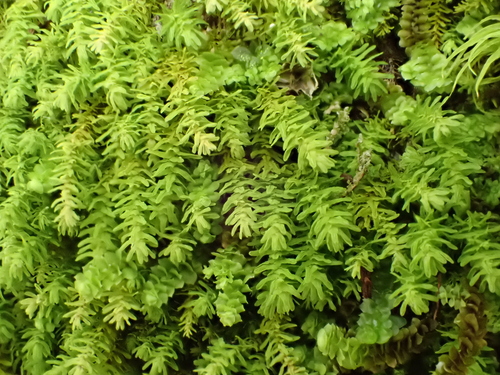 Anomodontopsis rugelii observed 2025-08-29