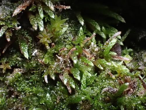 Plagiobryum zieri, 2025-08-29