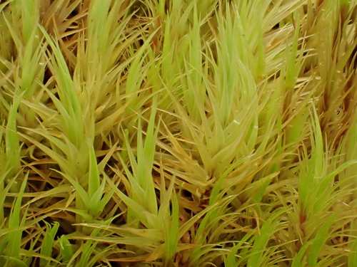 Dicranum spadiceum observed 2025-08-29