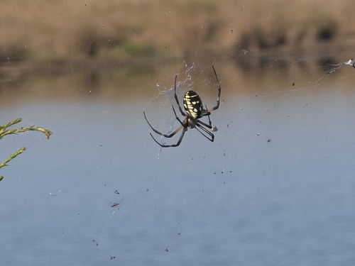 Yellow Garden Spider