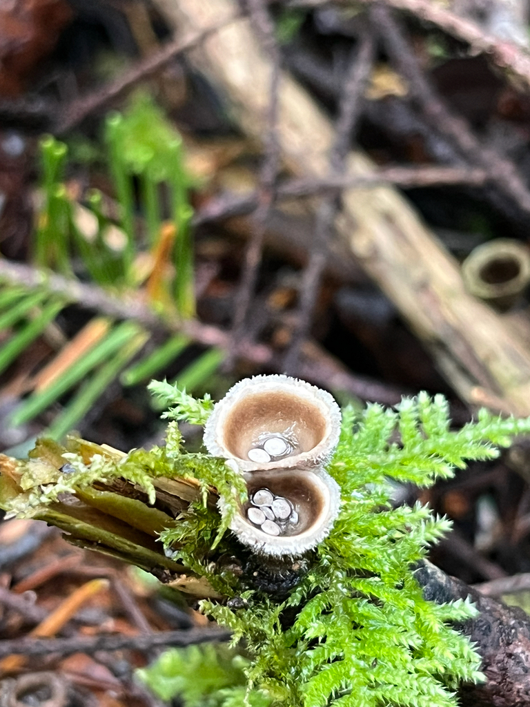Nidula candida · December 2025 · photo: © stephbrulot (iNaturalist, cc0)