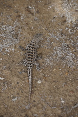 Liolaemus atacamensis