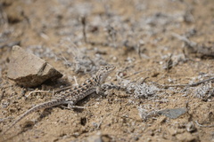 Liolaemus atacamensis