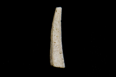 Dentalium neohexagonum image