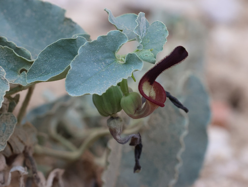 Aristolochia bracteolata, photograph 4