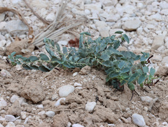 Joey Bom, CC BY, iNaturalist via GBIF Aristolochia bracteolata, photograph Joey Bom, CC BY, iNaturalist via GBIF