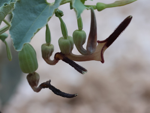 Aristolochia bracteolata, photograph 6