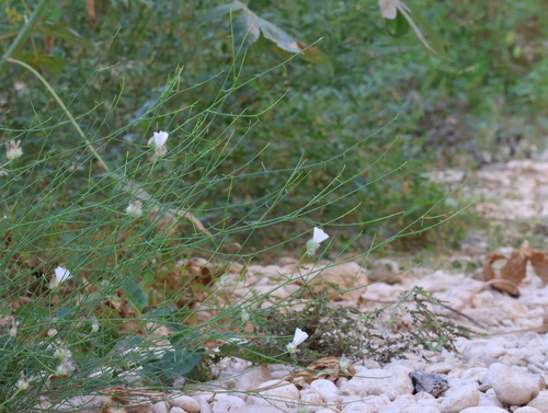 Convolvulus virgatus, photograph 1