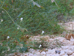 Convolvulus virgatus, photograph (c) Joey Bom, some rights reserved (CC BY)