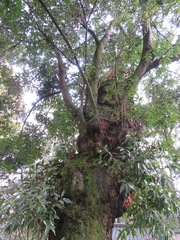 Quercus acuta
