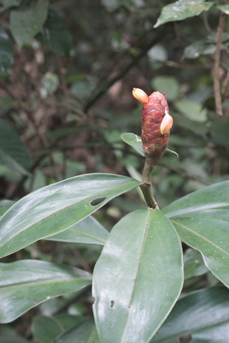 Costus scaber, photograph 2