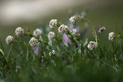 Short-petaled pennycress (Thlaspi brachypetalum)