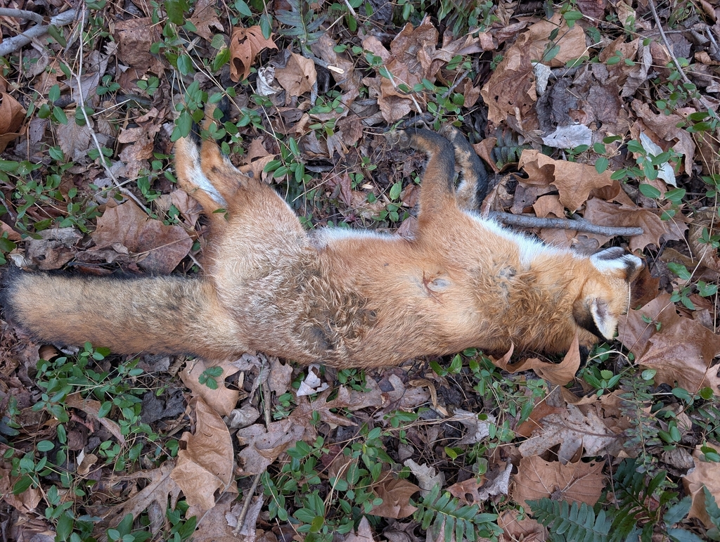Red Fox from Wolf Trap, VA, USA on December 28, 2025 at 01:36 PM by ...