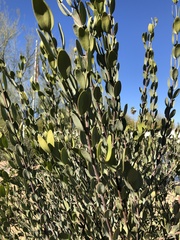 Simmondsia chinensis
