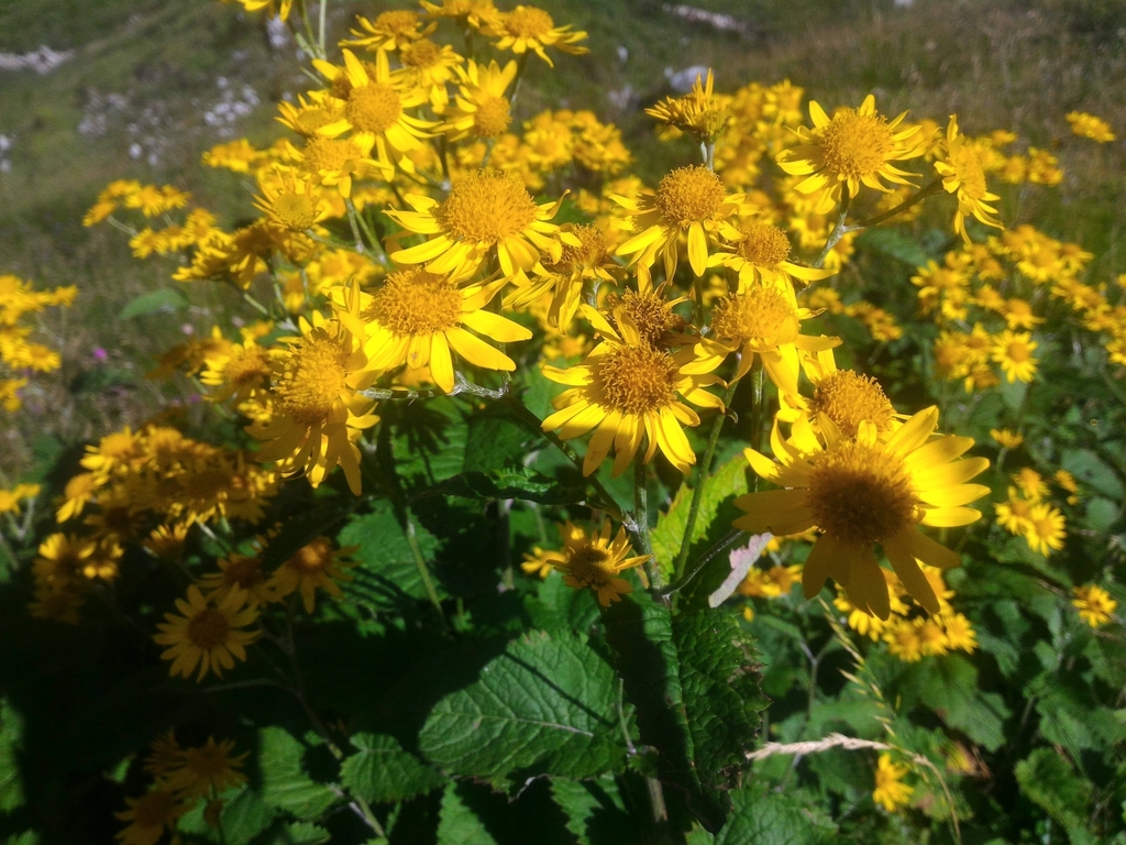 Alpine ragwort