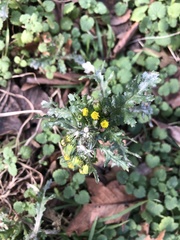 Golovinomyces fischeri