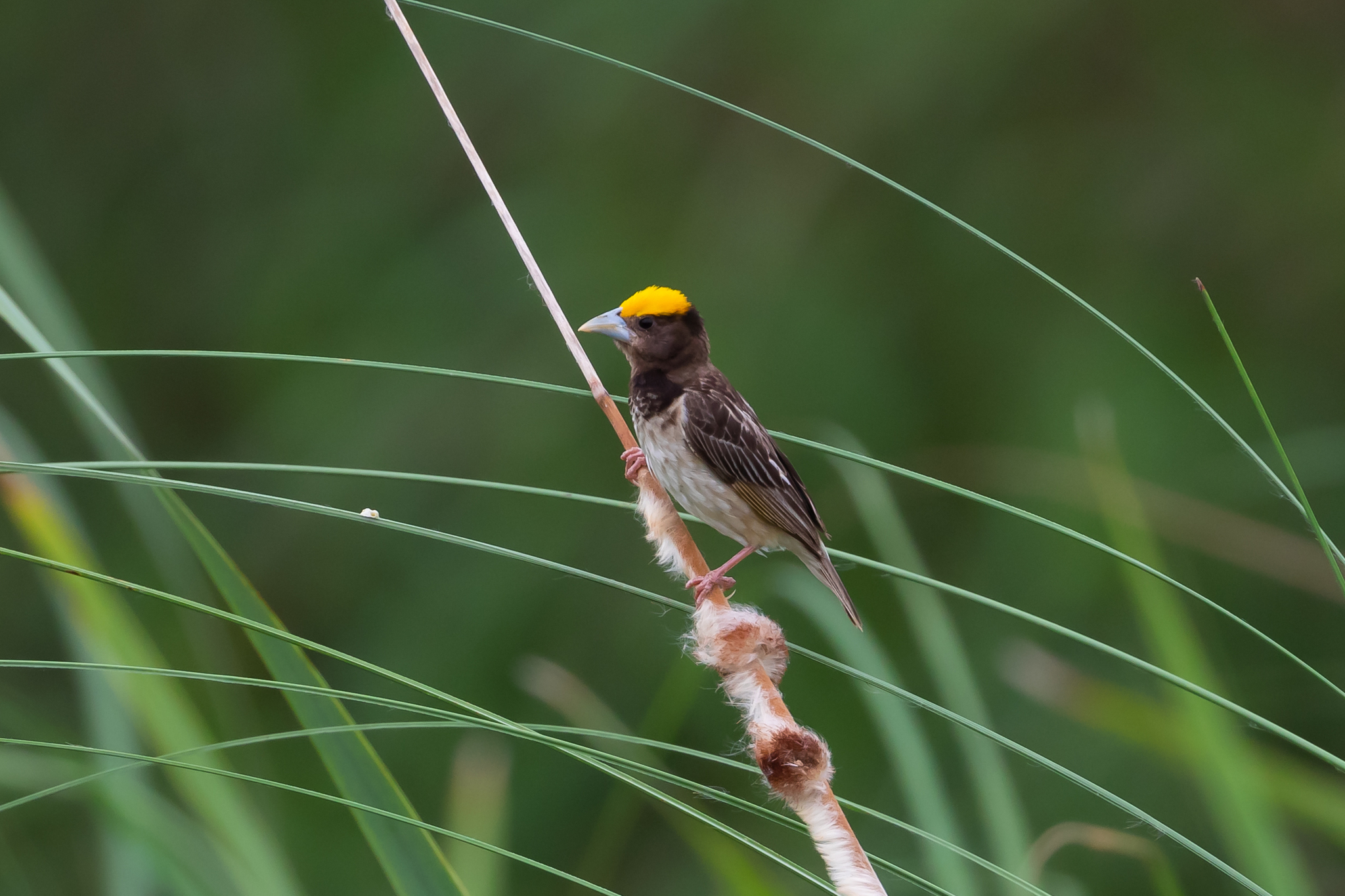 Black-breasted Weaver (Ploceus benghalensis), photo 5