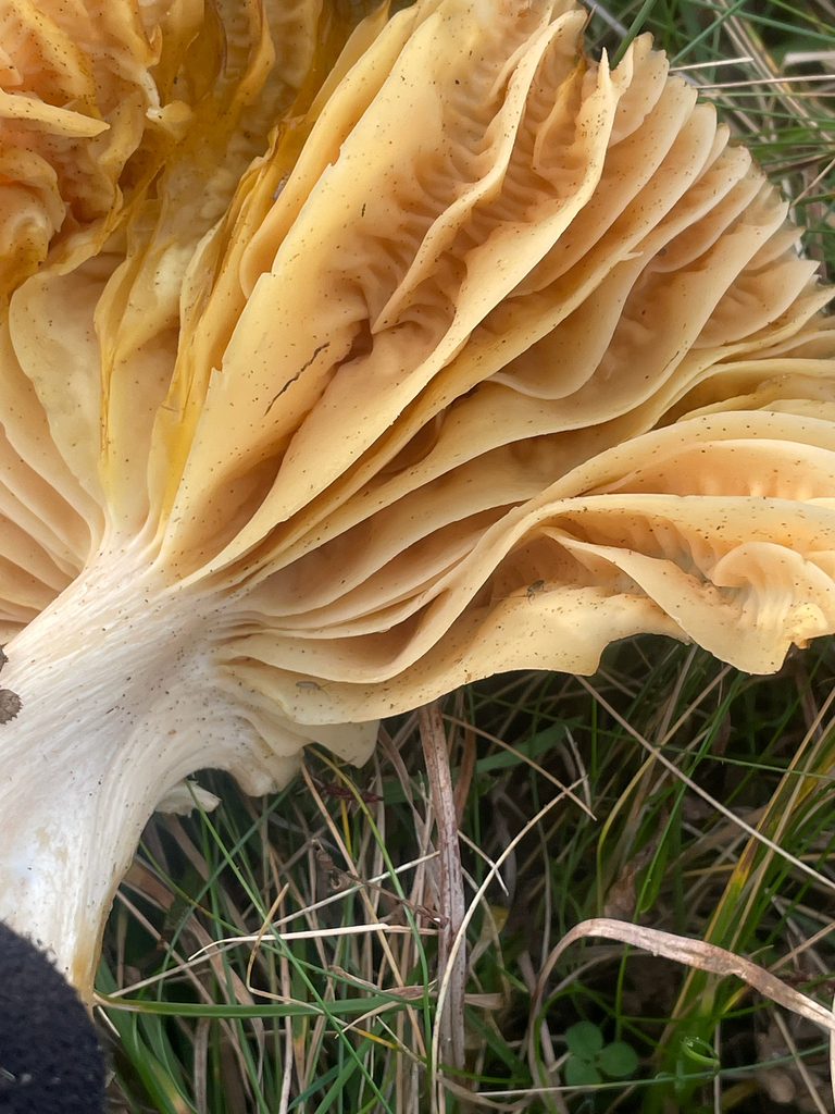 Cuphophyllus pratensis · December 2025 · photo: © fernium (iNaturalist, cc-by)