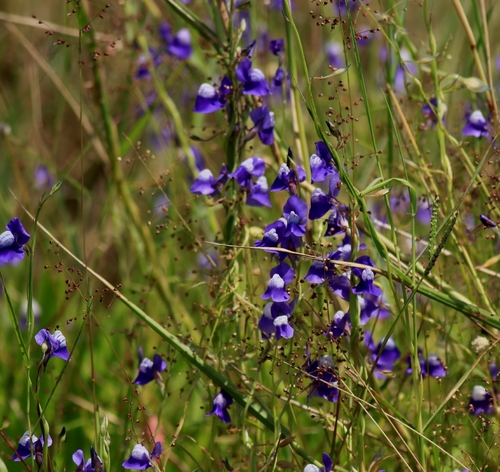 net-veined bladderwort (Utricularia reticulata)