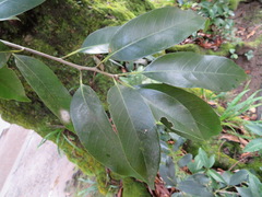 Quercus acuta