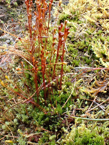 Meesia uliginosa observed 2025-08-29