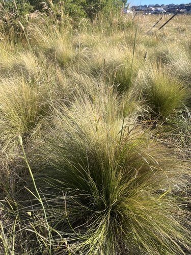 Nassella trichotoma, photograph 4