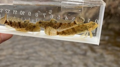 Mottled Sculpin photo 4