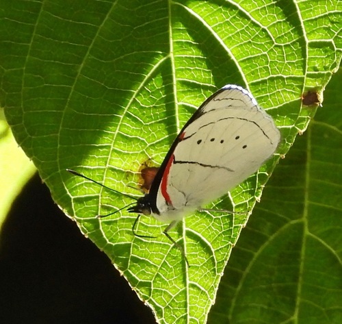 Perisama yeba