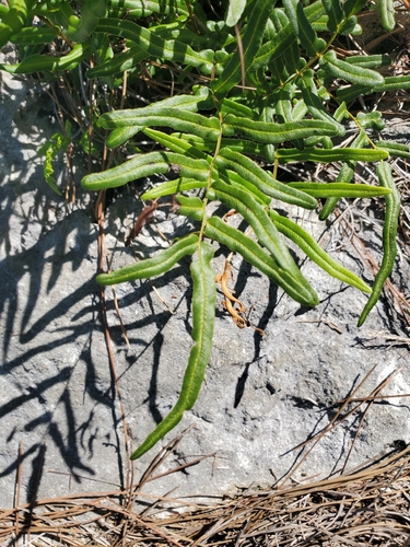 Bahama Brake (Pteris bahamensis)