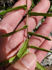 (c) Ben Machado, some rights reserved (CC BY) Pteris bahamensis, photograph (c) Ben Machado, some rights reserved (CC BY)