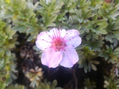 Potentilla nitida