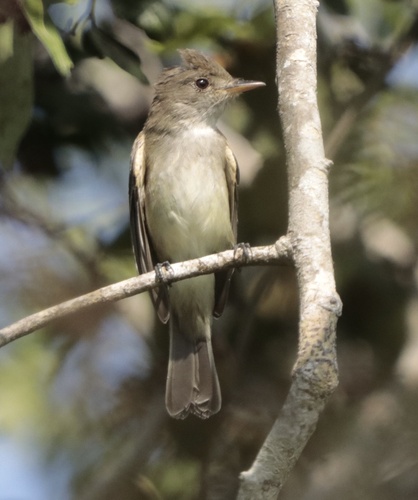 Willow Flycatcher (Empidonax traillii)
