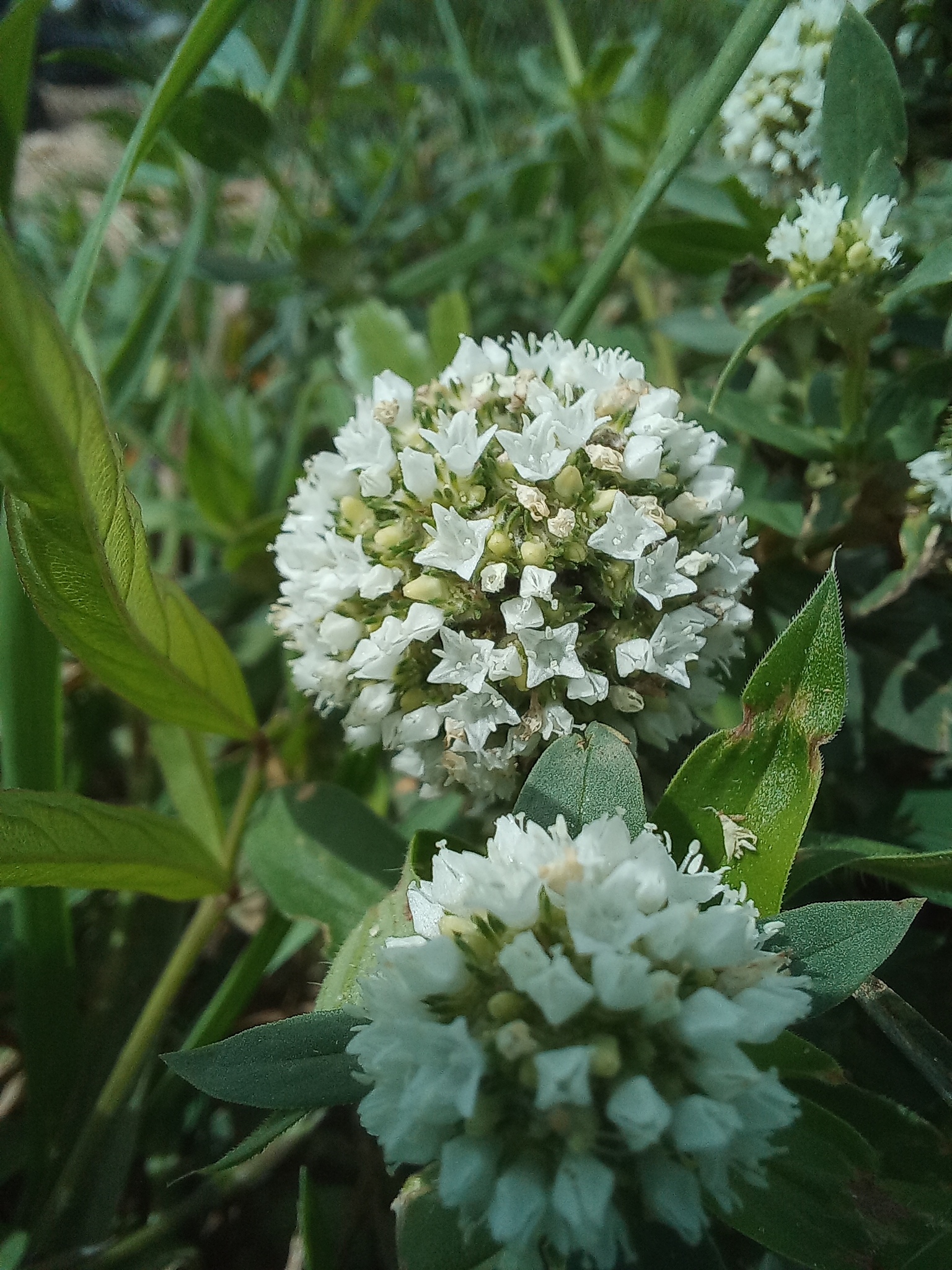 Spermacoce verticillata