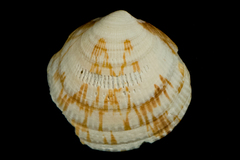 Glycymeris septentrionalis image