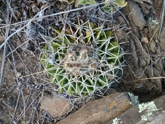 Parodia erinaceus