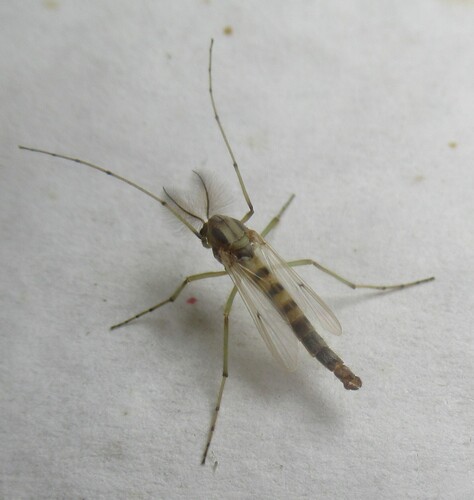 Unknown species found near 5365 CR 326, Lexington, Lee Co, TX, USA