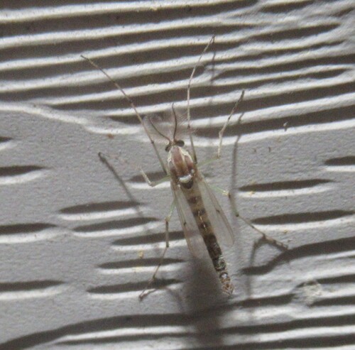 Unknown species found near 5365 CR 326, Lexington, Lee Co, TX, USA