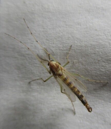 Unknown species found near 5365 CR 326, Lexington, Lee Co, TX, USA