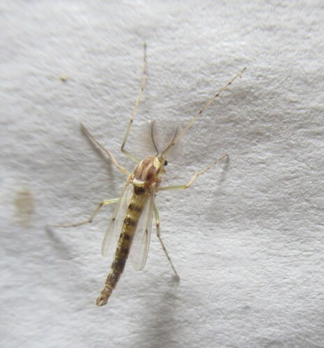 Unknown species found near 5365 CR 326, Lexington, Lee Co, TX, USA