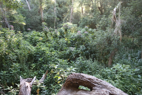 Acanthus polystachyus, photograph 4