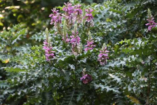 Prickly Bear's Breeches (Acanthus polystachyus)