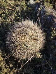 Gymnocalycium reductum
