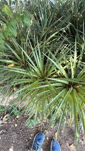 Bromelia humilis